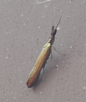 Adelia sp. ?